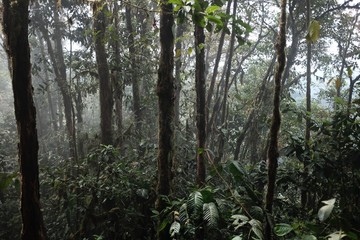Subtropical rain forest in Ecuador