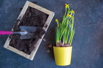 Process of repotting fresh narcissus plant with tubers in wooden box with a dirt at home. Planting, gardening concept. Blooming spring seasonal flower. Top view, flat lay, copy space. Natural light.