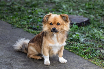 shaggy dog ​​with sad eyes smtrit at the camera