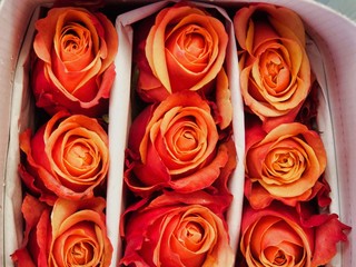 Rose plantation in Ecuador. Red Roses