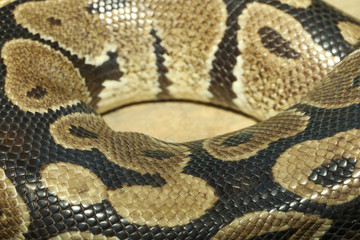 Close up skin boa constrictor snake