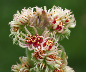 Sempervivum Blüte von der Hauswurz Pflanze vor grünem Hintergrund