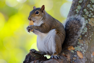 Grauhörnchen in Florida
