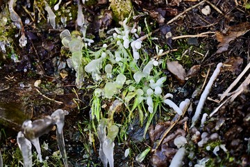 Snow and water in Winter. Austrian Alps
