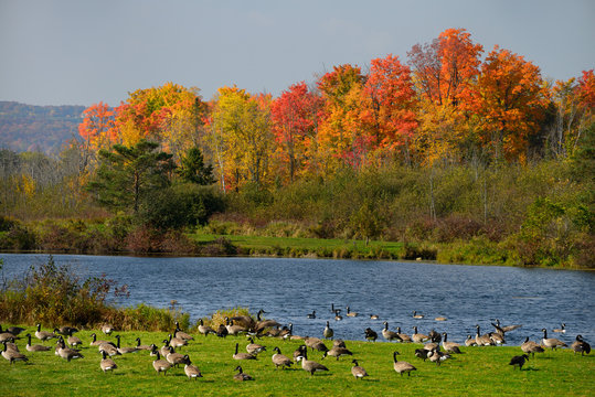 Flock of Canada Geese in the Fall at a pond in Caledon Ontario with red maple trees