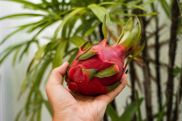 Male hand holding a dragon fruit with a palm tree on a background. Dragon fruit or pitaya. Tropical...