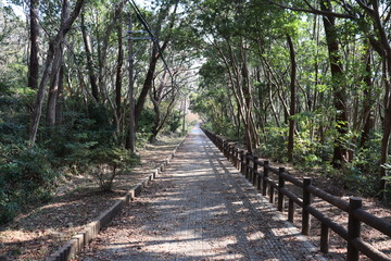 Fototapeta na wymiar 和歌山県にある遊歩道