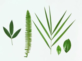 fern leaf isolated on white background