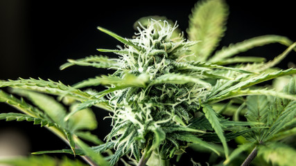 Macro close up of trichomes medical marijuana buds. Cannabis ready fo harvest.