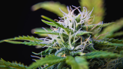 Macro close up of trichomes medical marijuana buds. Cannabis ready fo harvest.