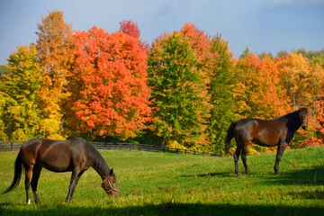 Foto op Plexiglas Two brown horses in a paddock with red Fall maple trees in Caledon Ontario © Reimar