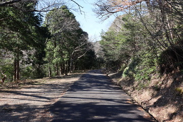 三重県　並木道　植物