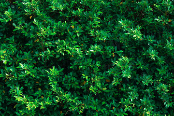 green leaf foliage plant wall background