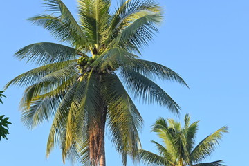 Fototapeta na wymiar coconut tree tropical plant in clear blue sky