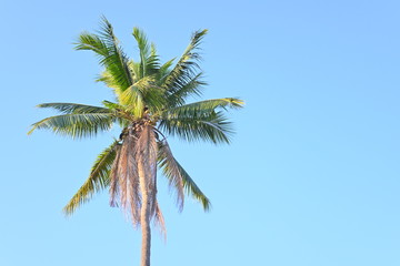 Obraz premium coconut tree tropical plant in clear blue sky