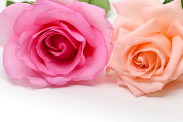 Naklejka premium beautiful pink and orange rose flower isolated on white background