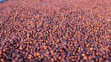 Drying coffee berry in the plant
