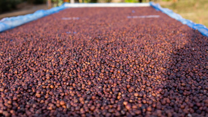 Drying coffee berry in the plant