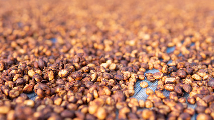 Drying coffee berry in the plant