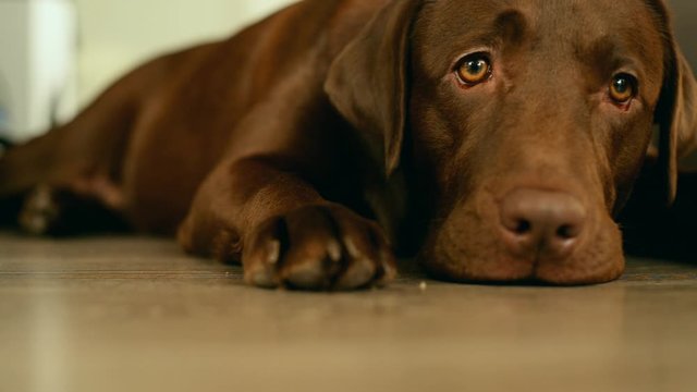  a labrador dog with a sad look is waiting for the owner from work
