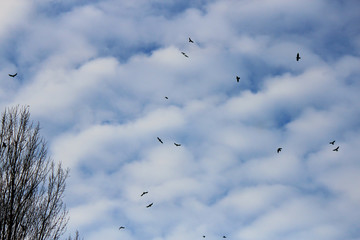 flock of birds soars in the clouds in the endless sky