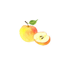 watercolor drawing apple