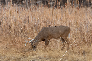 Whitetail Deer Buck in Colorado in Fall