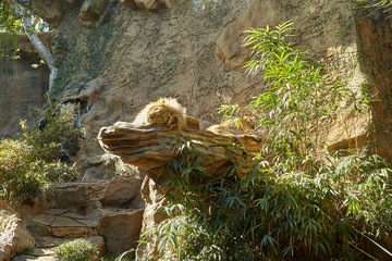 Lion and lioness lying on a rock.