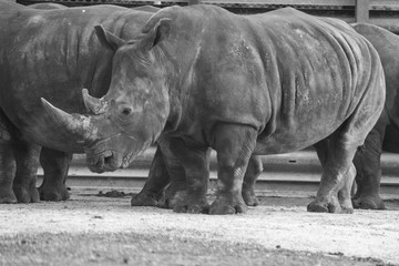 white rhinoceros in zoo