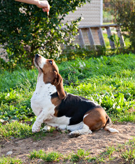 Dog breed Basset hound asks for a delicious treat on green grass