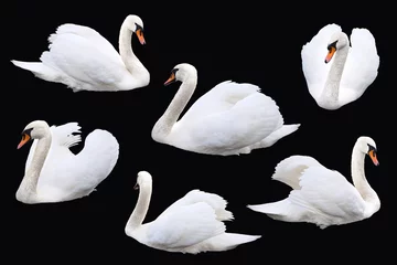  White swan birds isolated on black background © Julia