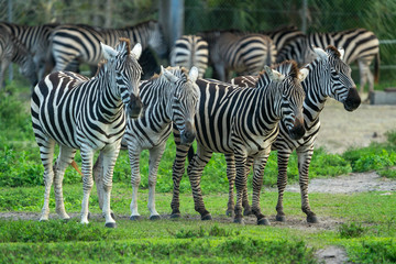 zebra in zoo