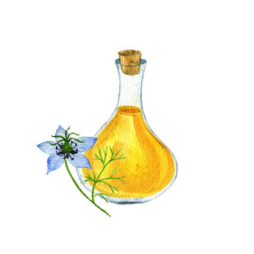 watercolor drawing black seed oil