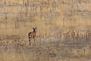 Whitetail Deer Buck in Colorado in Fall