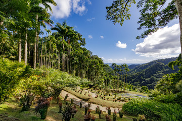 Fototapeta na wymiar Fort de France, Martinique, FWI - Royal palm trees in Balata gardens