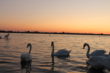 Swan lake
