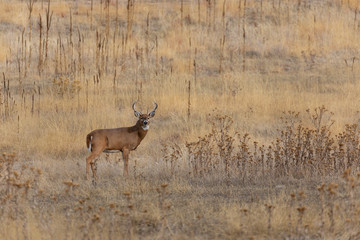Whitetail Deer Buck in Colorado in Fall