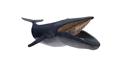 Isolated blue whale opened mouth diagonal left view on white background ready to cutout 3d rendering