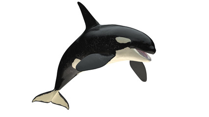 Isolated killer whale orca open mouth jumping view on white background cutout ready 3d rendering