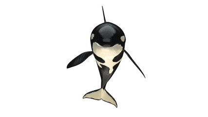 Isolated killer whale orca close mouth front side view on white background cutout ready 3d rendering © bekirevren