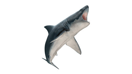 Great white shark isolated on white background cutout ready open mouth jumping view 3d rendering