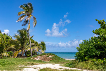 Sainte-Anne, Martinique, FWI - Coconut palm tree in Anse Michel