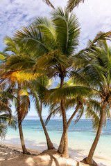 Fototapeta na wymiar Sainte-Anne, Martinique, FWI - Coconut palm trees in Anse Michel beach