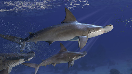 3 hammerhead sharks targeting the school of prey fish 3d rendering - obrazy, fototapety, plakaty