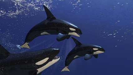 Side view of three killer whale orcas approaching the fish school for feeidng 3d rendering © bekirevren