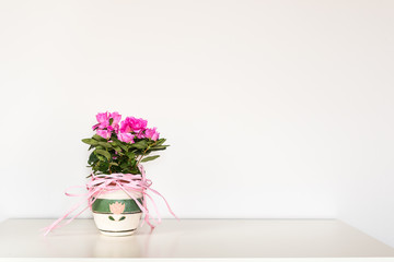 Pink azalea flower blooming in a pot standing on the white background..