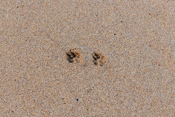 Tiny paw prints of a dog on a Cornish beach in winter
