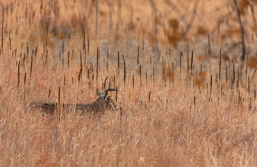 Whitetail Deer Buck in Colorado in Fall