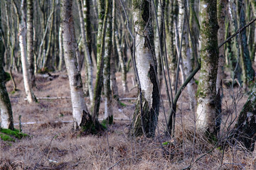 Birkenwald im Moorgebiet