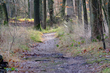 Waldweg im Buchenwald